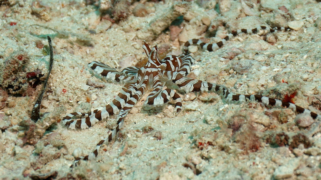 Sipadan_2015_Pieuvre Wunderpus_Wunderpus photogenicus_IMG_2452_rc.jpg
